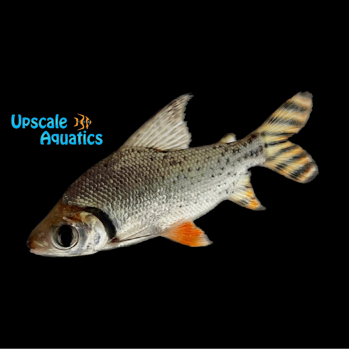 Redfin Flagtail Prochilodus (Semaprochilodus taeniurus)