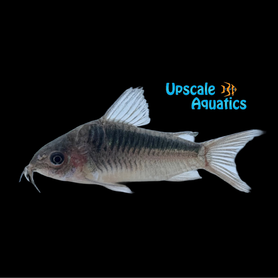 Blackstripe Elegans Cory (Corydoras Cw064)
