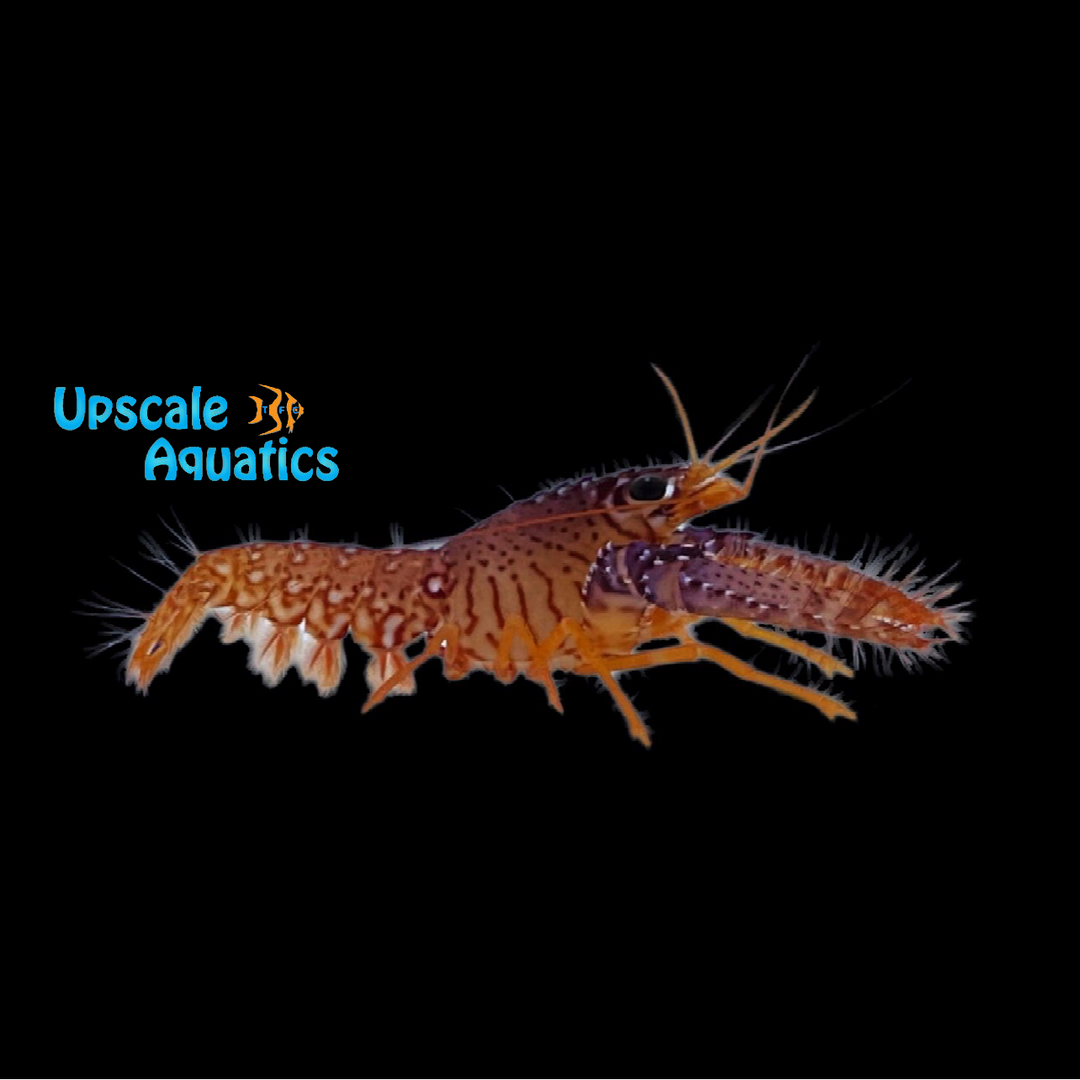 Daum's Reef Lobster (Enoplometopus daumi)