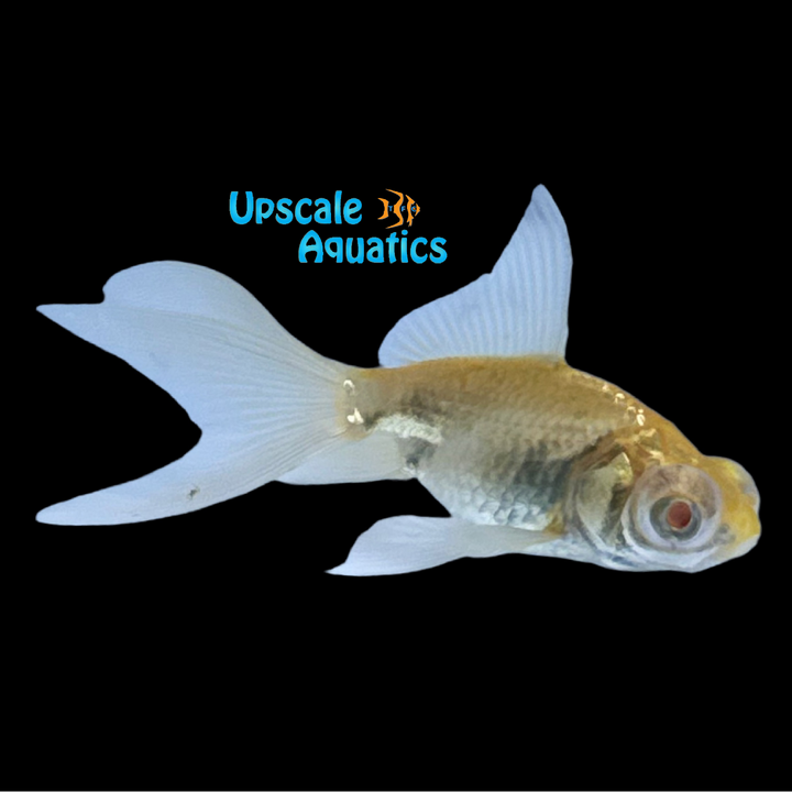 Albino Moor Goldfish (Carassius auratus)