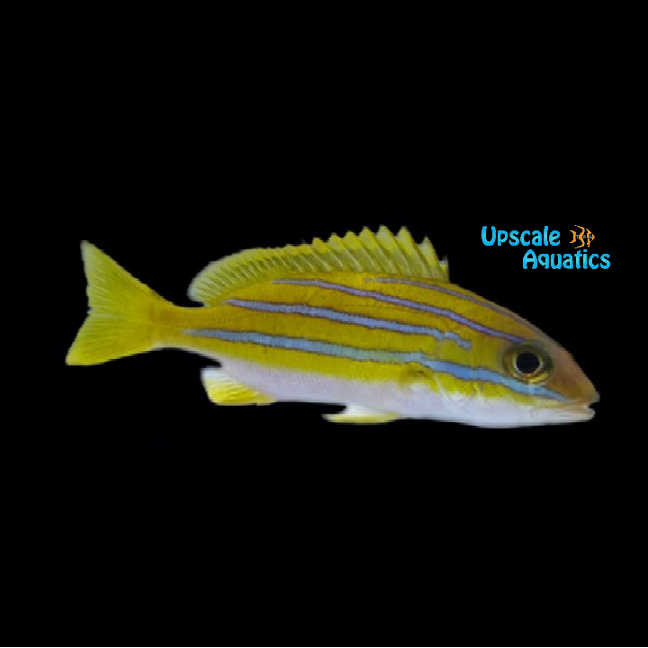 Bluestripe Snapper (Lutjanus kasmira)