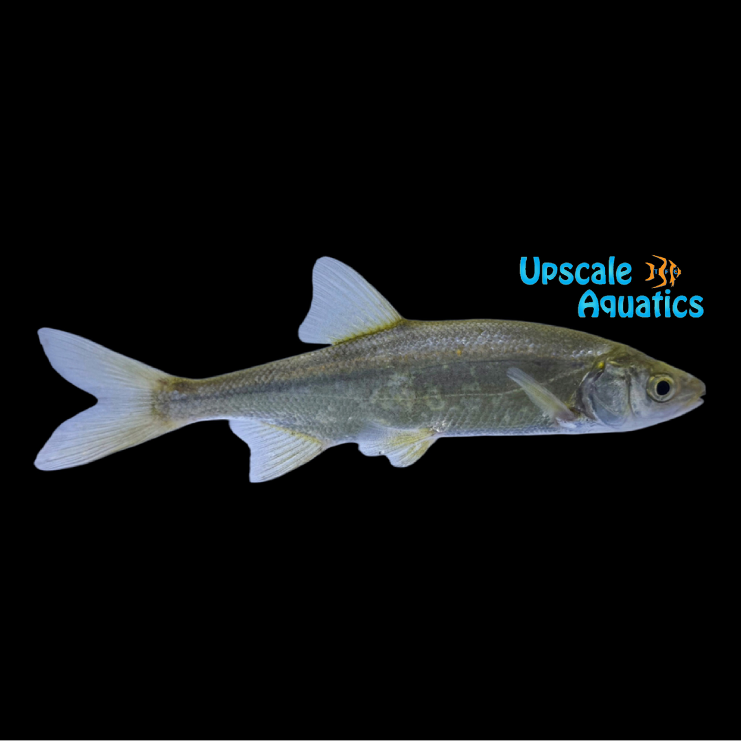 Hitch Fish (Lavinia exilicauda)