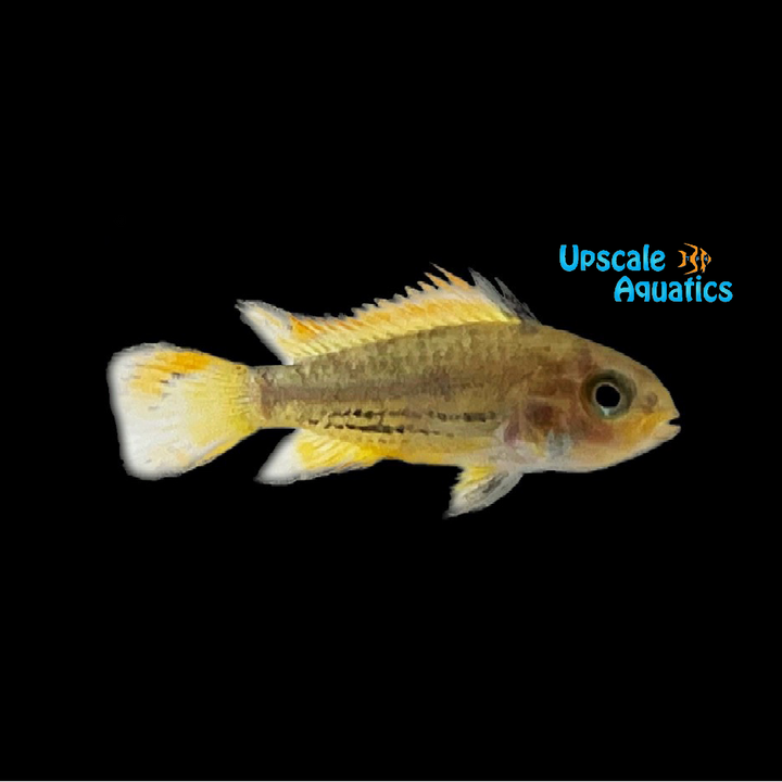 Double Red Apisto. Cacatuoides (Apistogramma cacatuoides 'double red')