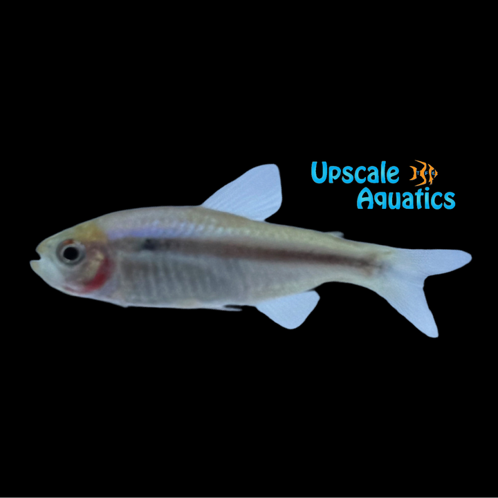 Blue Ribbon Tetra (Hyphessobrycon sp. Imperial Lapis)