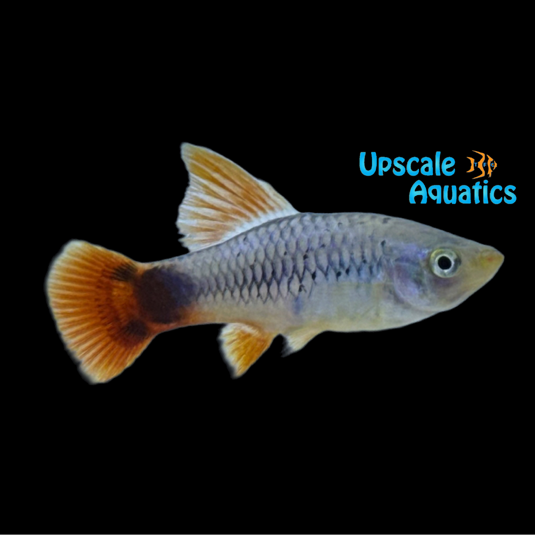 Redtail Blue Highfin Variatus (Xiphophorus variatus)
