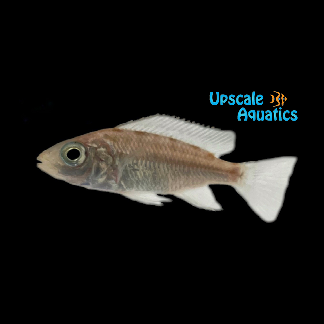Eclectochromis Lobochilus