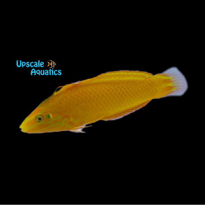 Yellow Coris Wrasse (Halichoeres chrysus)