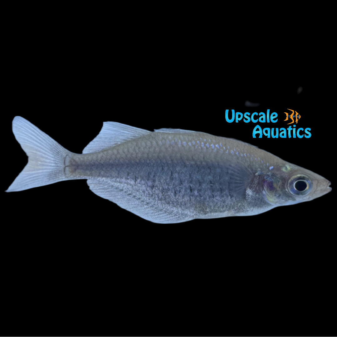 Sepik Rainbowfish (Glossolepis multisquamata)