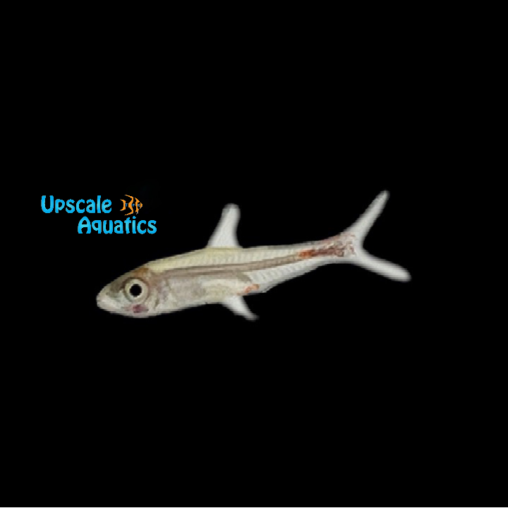 Blood Glass Tetra (Brittanichthys axelrodi)