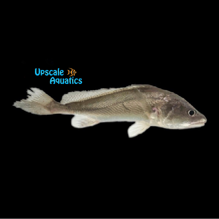 Boeseman Croaker (Boesemania microlepis)