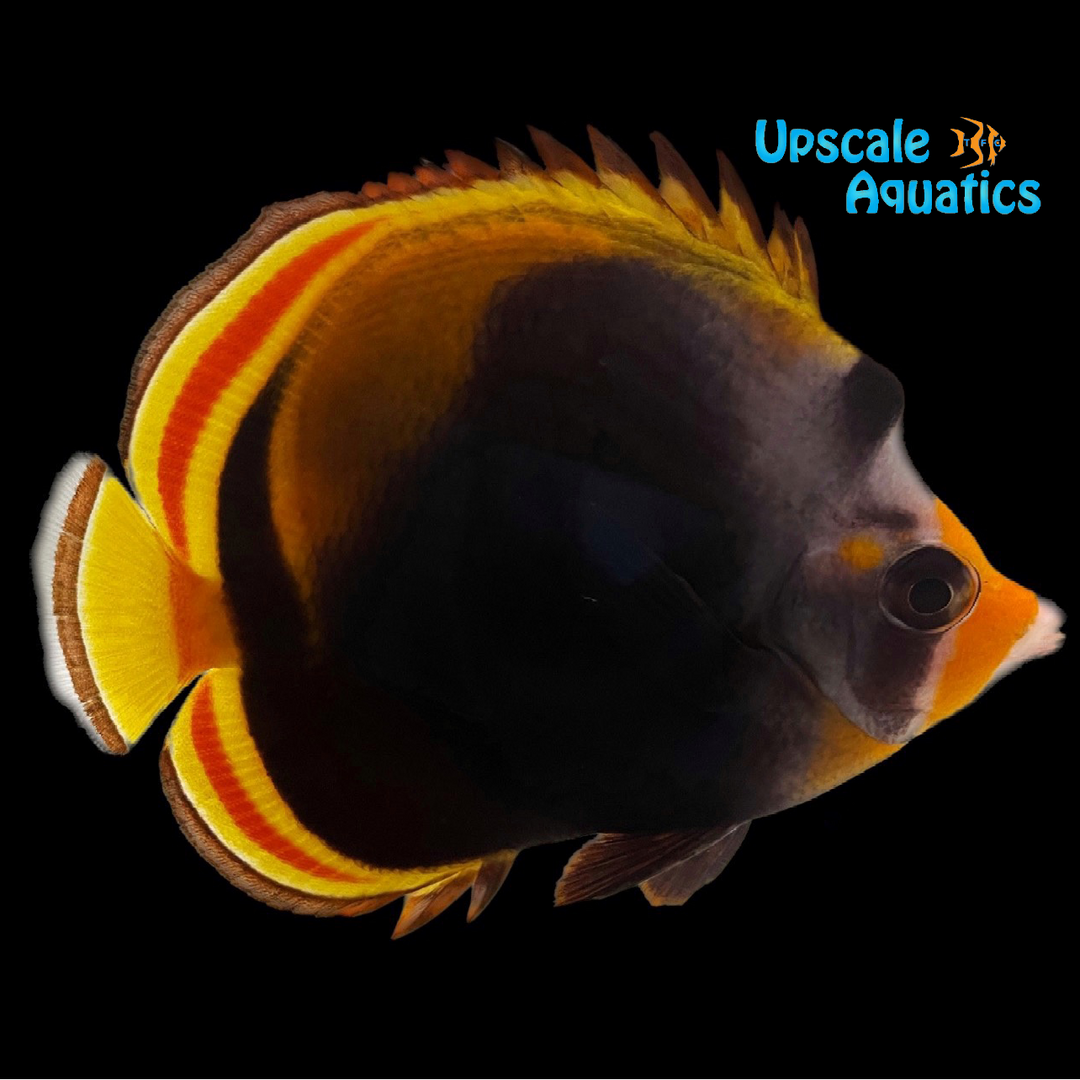 Yellownose Butterflyfish (Chaetodon flavirostris)
