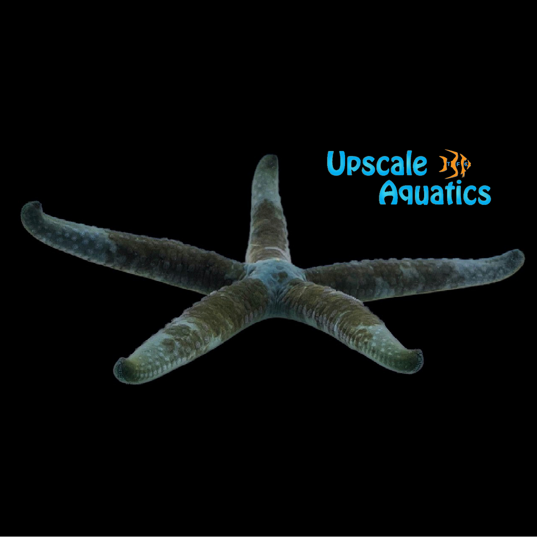 Mottled Blue Linckia Starfish (Linckia laevigata)