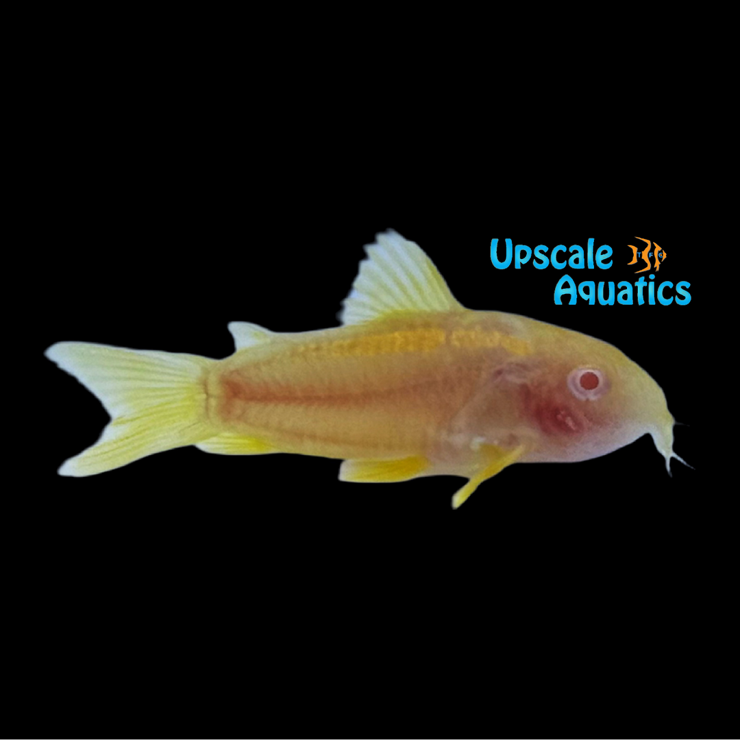 Albino Gold Laser Cory (Corydoras sp. CW010)