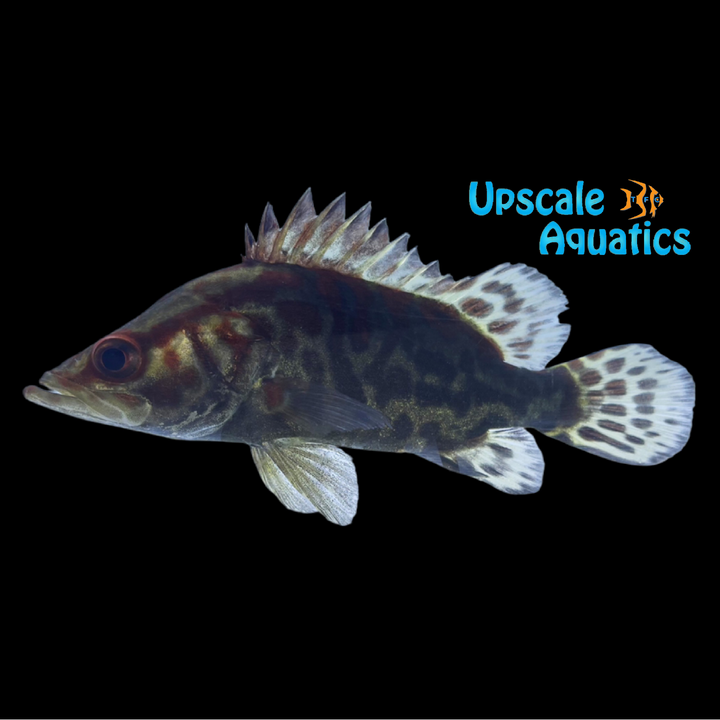 Chinese Red Perch (Siniperca chuatsi)