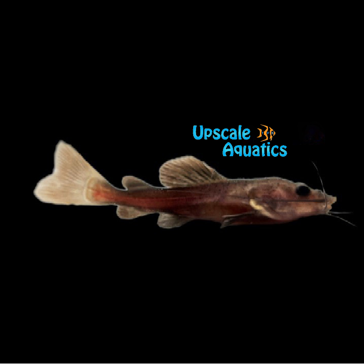 Melanistic Black Panda Redtail Catfish (Phractocephalus hemioliopterus)
