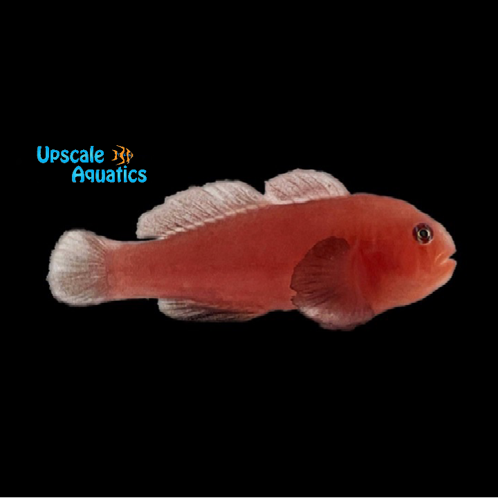Cinnamon Citron Clown Goby (Gobiodon sp.)