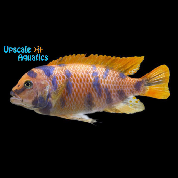 OB Red Zebra Cichlid (Metriaclima estherae ob)