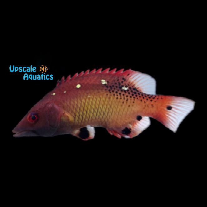 Diana Hogfish - Adult (Bodianus diana)