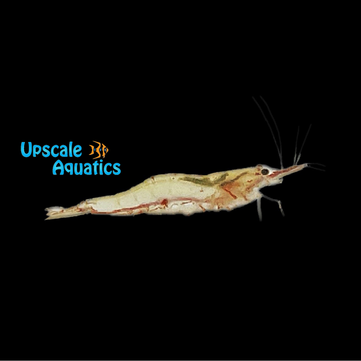 Short Nose Algae Shrimp (Caridina longirostris)