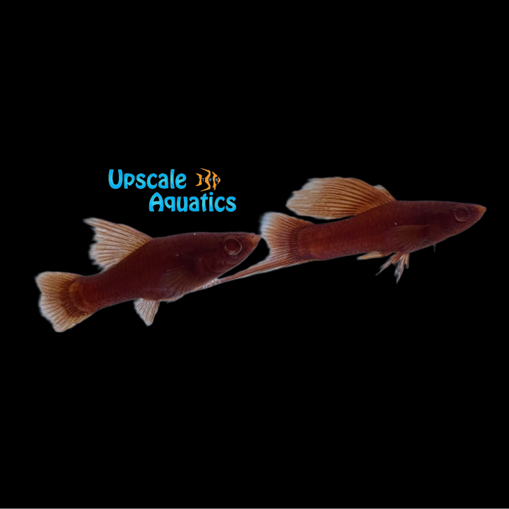 Albino Highfin Blood Red Swordtail (Xiphophorus helleri)