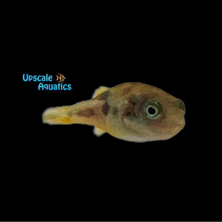 Indian Dwarf 'BB' Puffer (Carinotetraodon travancoricus)