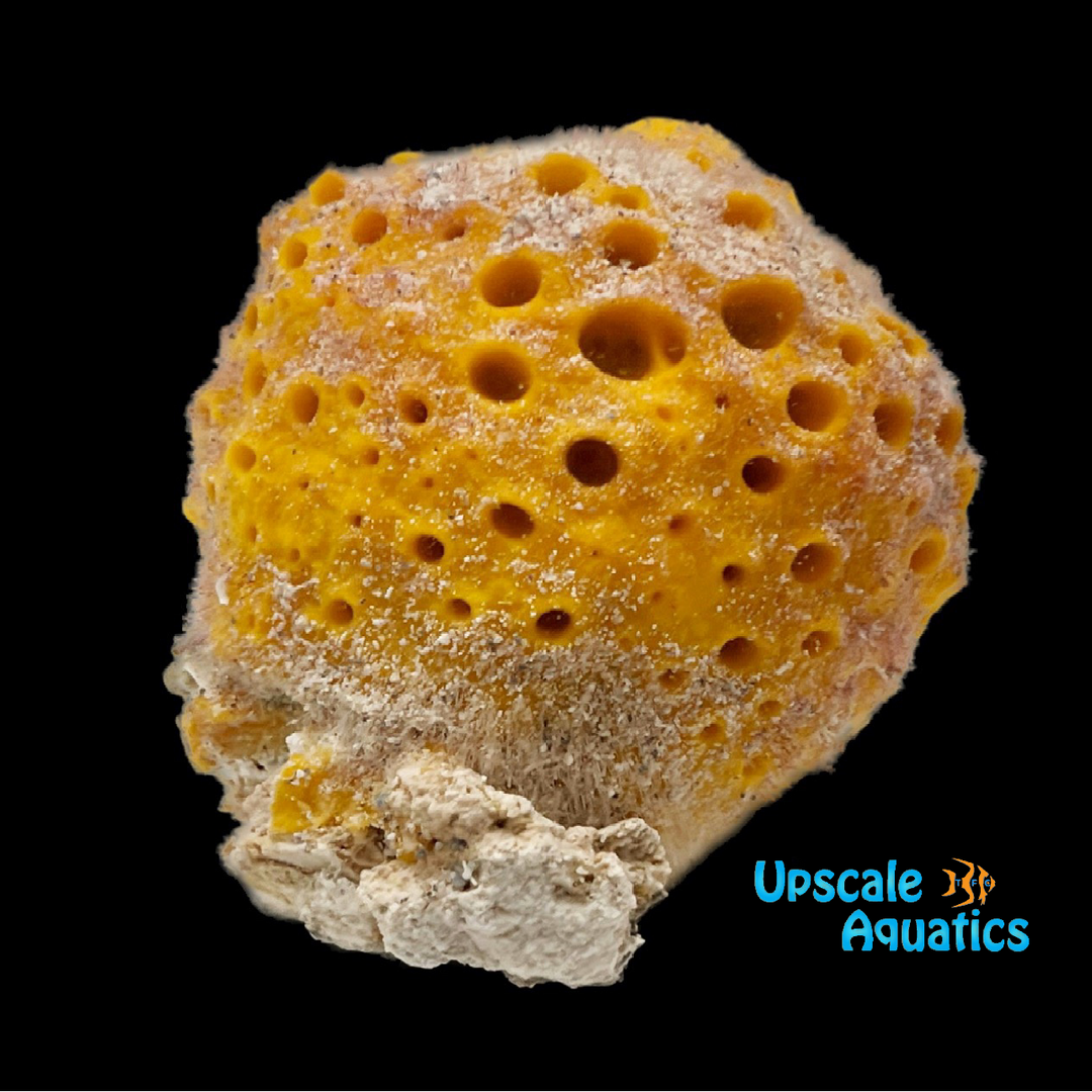 Yellow Ball Sponge (Cinachyra alloclada)