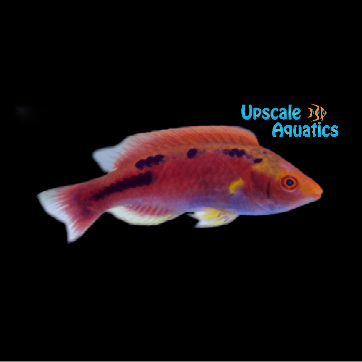 Lubbock's Fairy Wrasse (Cirrhilabrus lubbocki)