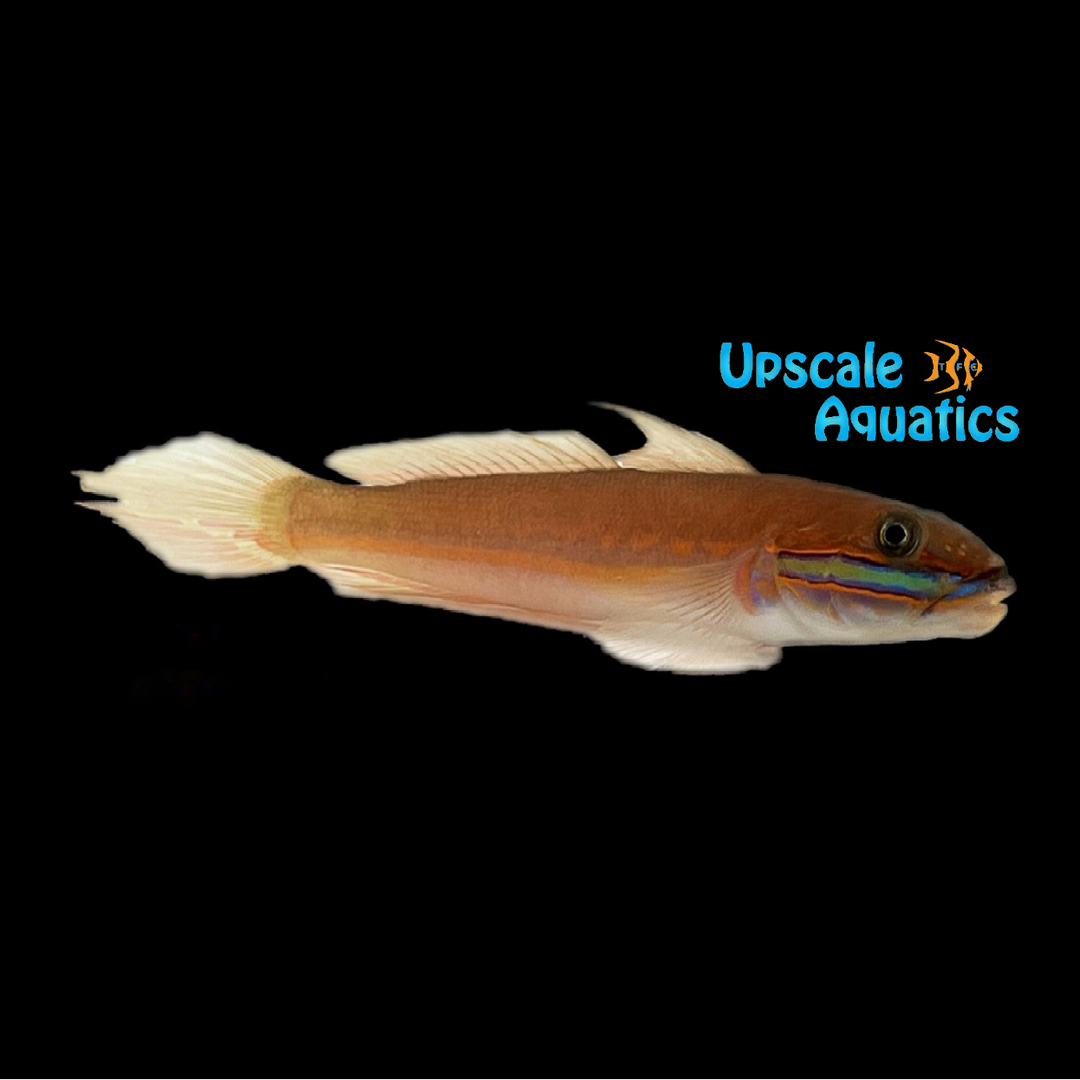 Green Banded Sleeper Goby (Valenciennea randalli)