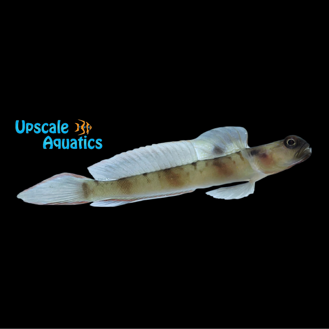 Masked Shrimp Goby (Amblyeleotris gymnocephala)