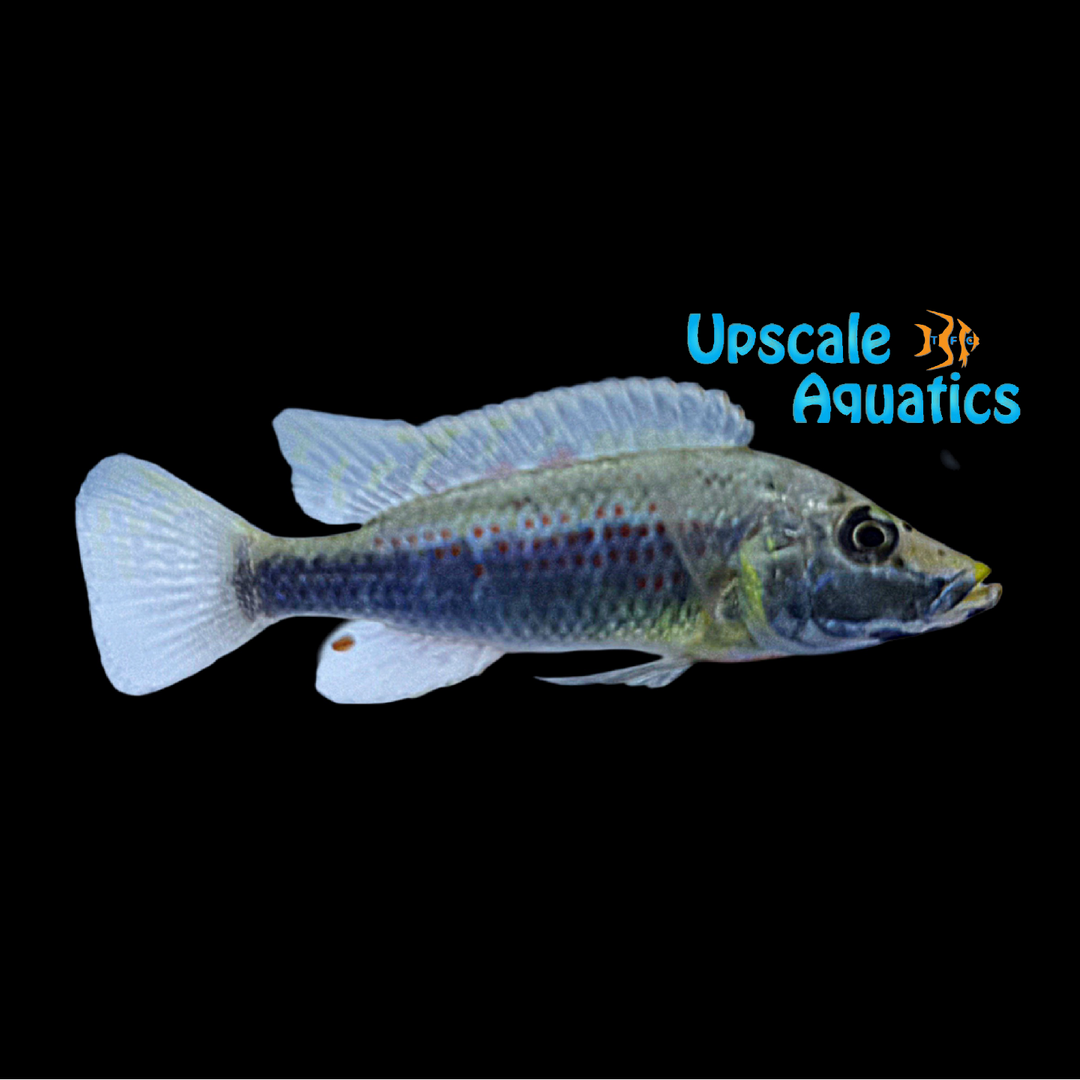 Ctenochromis Horei