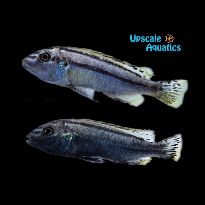 Auratus Cichlid (Melanochromis auratus)