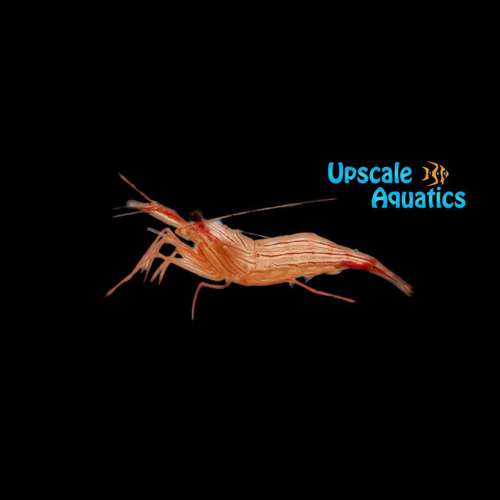 Peppermint Shrimp (Lysmata wurdemanni)
