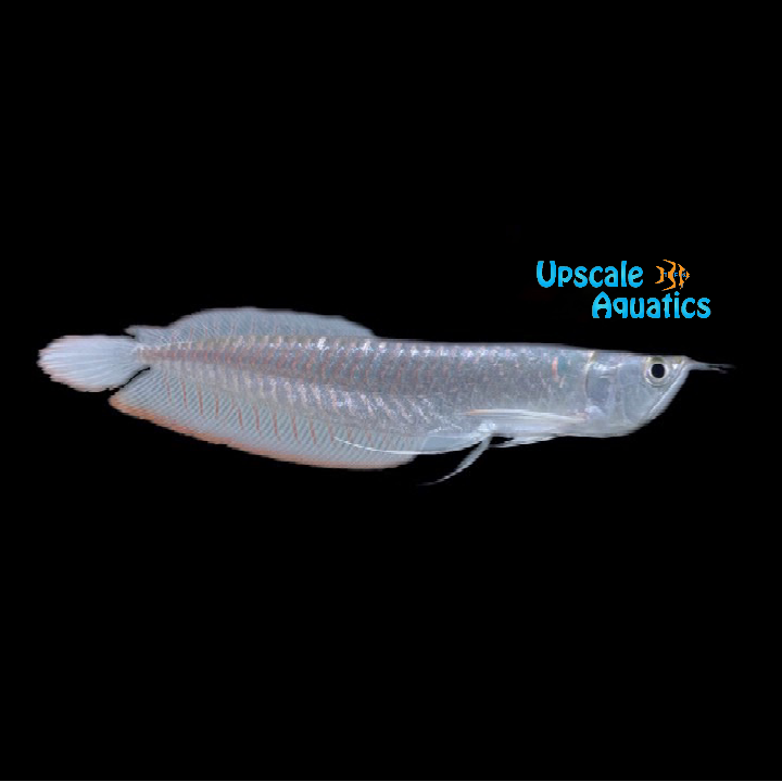 Silver Arowana (Osteoglossum bicirrhosum)