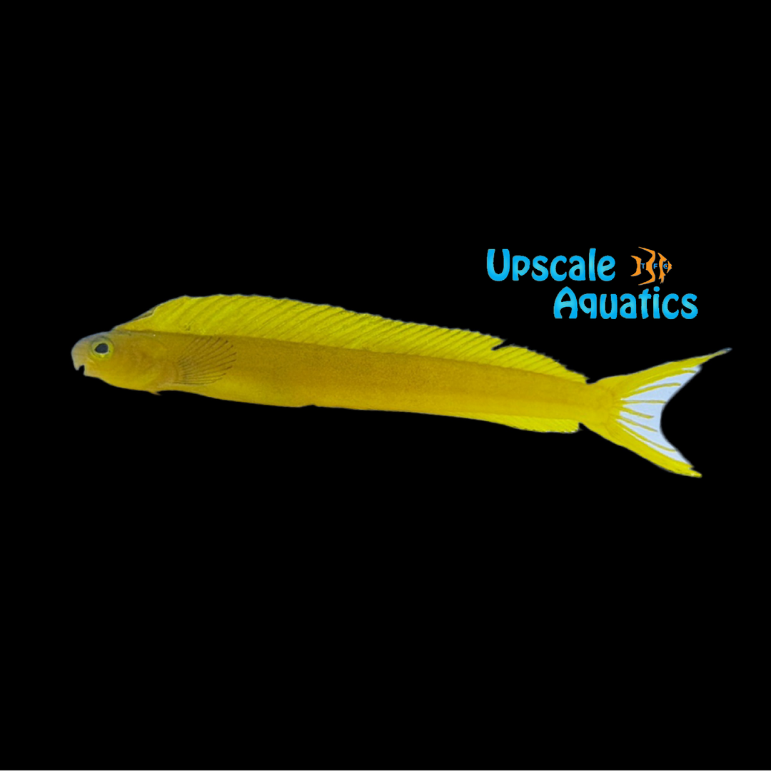 Yellow Fiji Fangblenny (Plagiotremus flavus)
