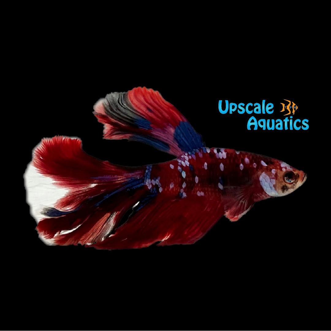 Galaxy Koi Halfmoon Betta - Male (Betta splendens)
