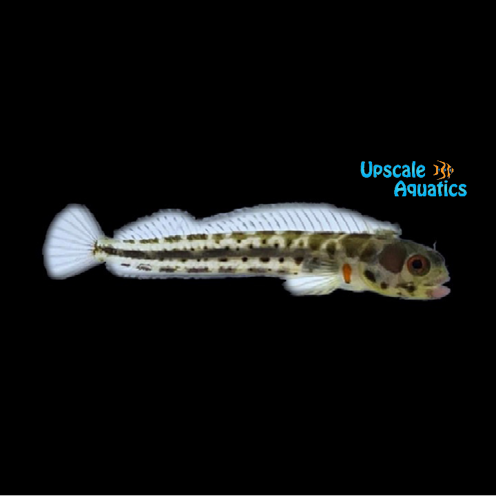 Panamic Barnacle Blenny (Acanthemblemaria hancocki)