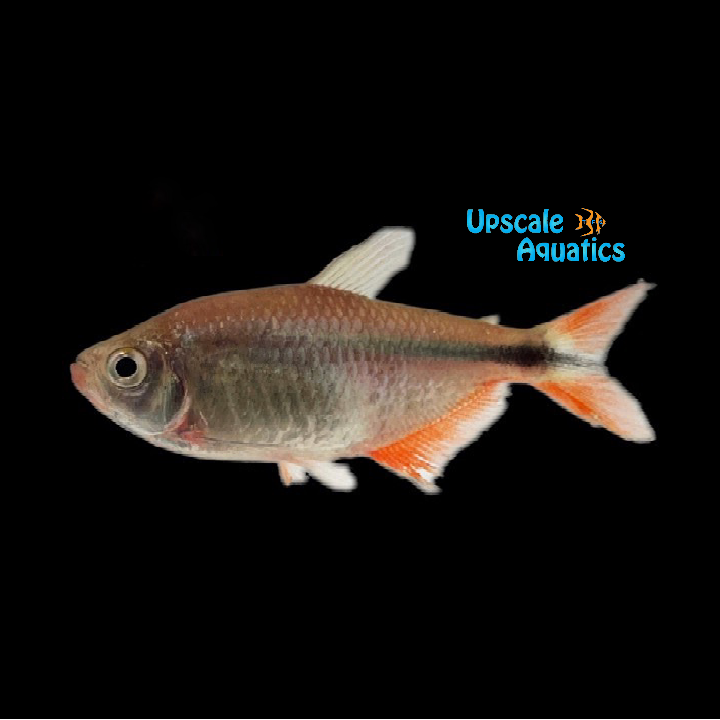 Buenos Aires Tetra (Hemigrammus caudovittatus)
