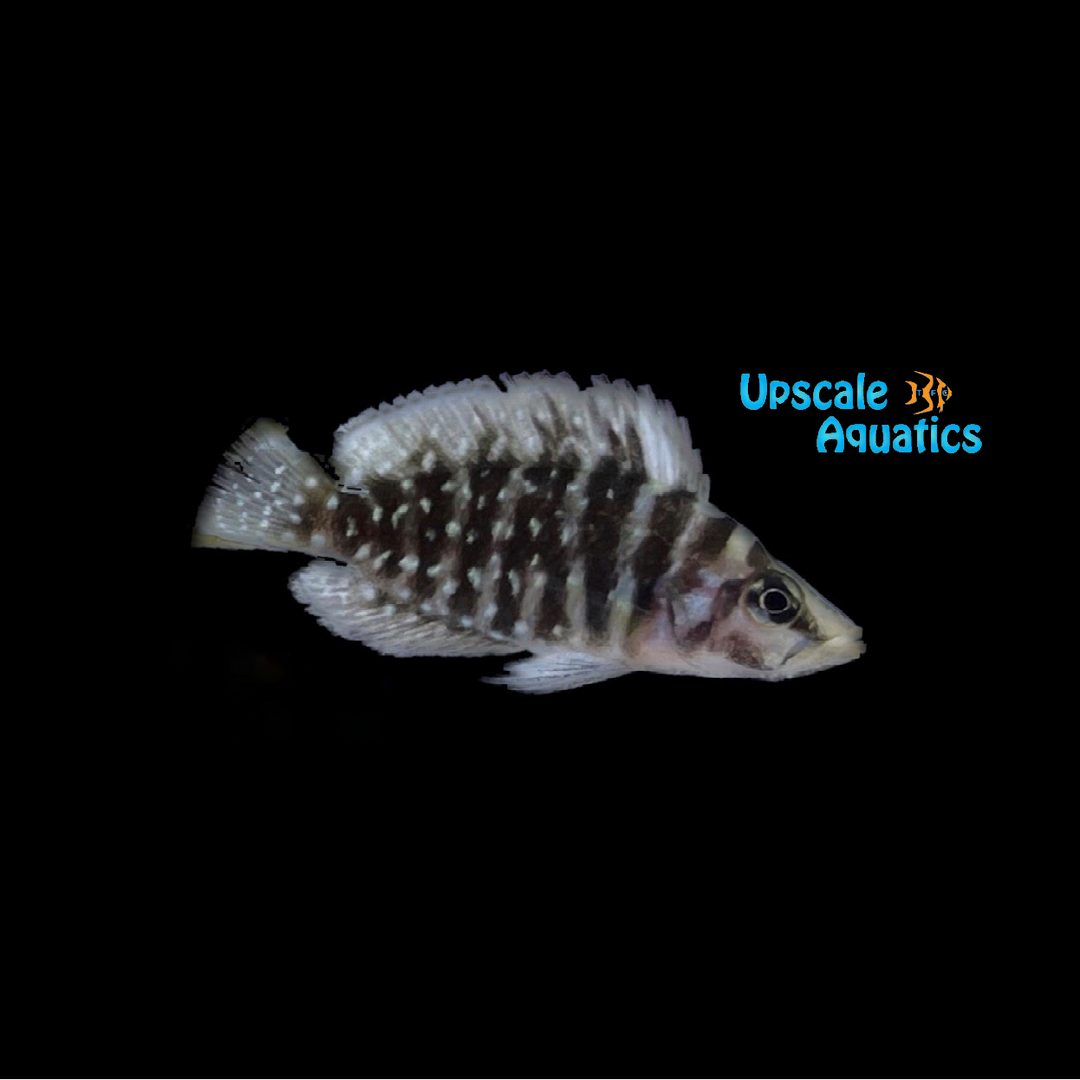 Black Calvus Cichlid (Altolamprologus calvus)