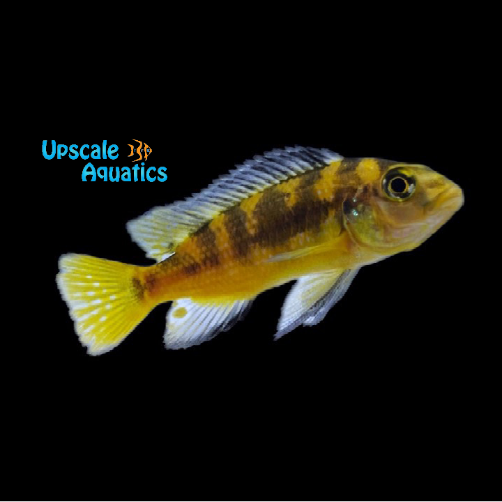 Bumblebee Cichlid (Pseudotropheus crabro)