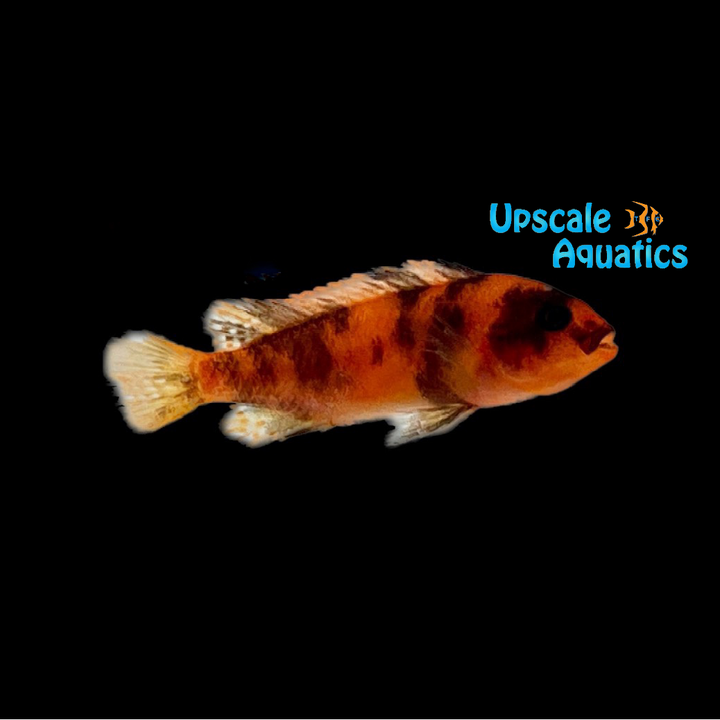 OB Red Zebra Cichlid (Metriaclima estherae ob)