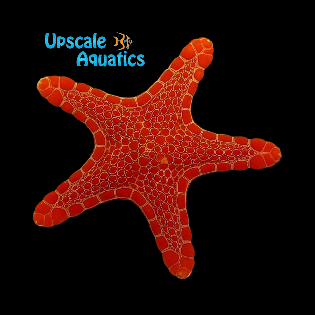 Australian Biscuit Starfish (Pentagonaster dubeni)