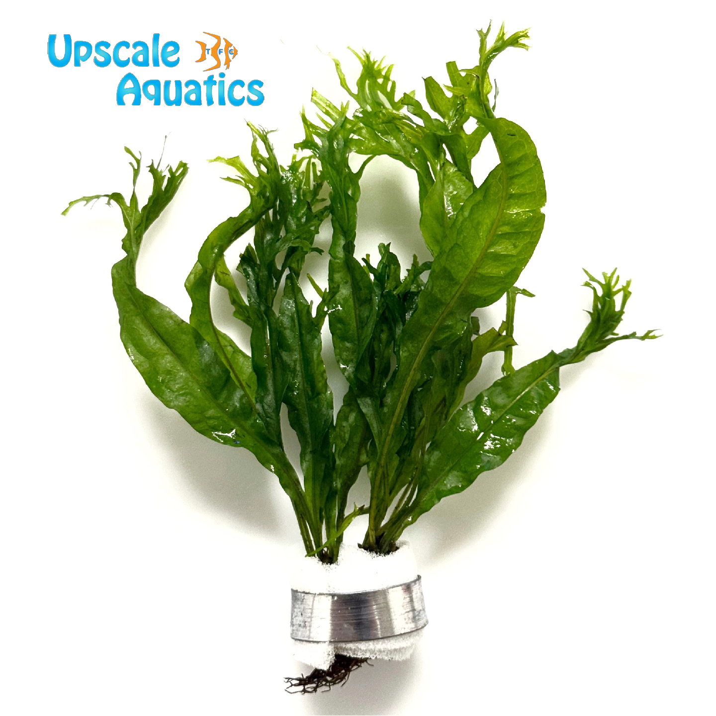 Lacy Java Fern (Microsorum pteropus 'Windelov') – Upscale Aquatics