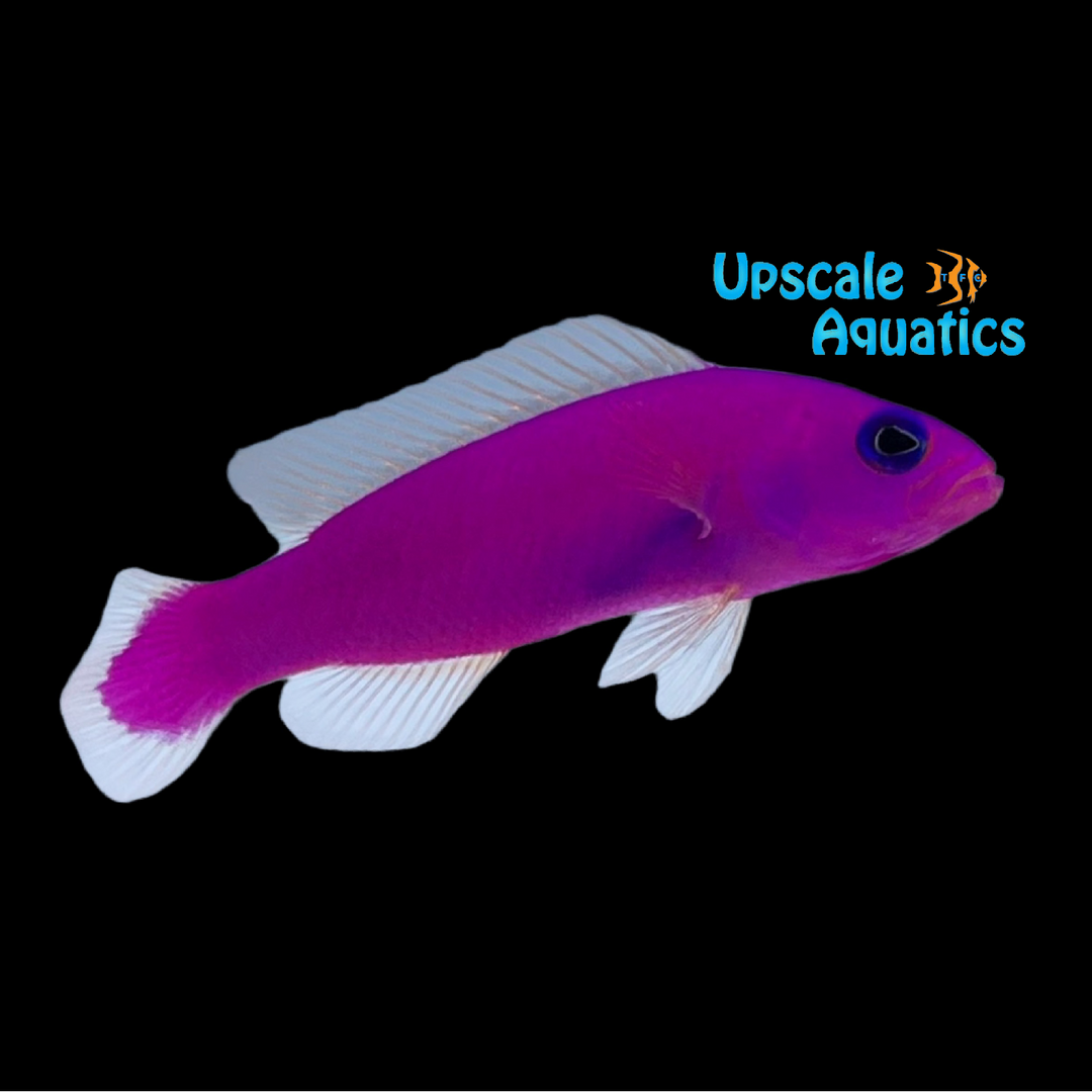 Purple Dottyback (Pseudochromis porphyreus)