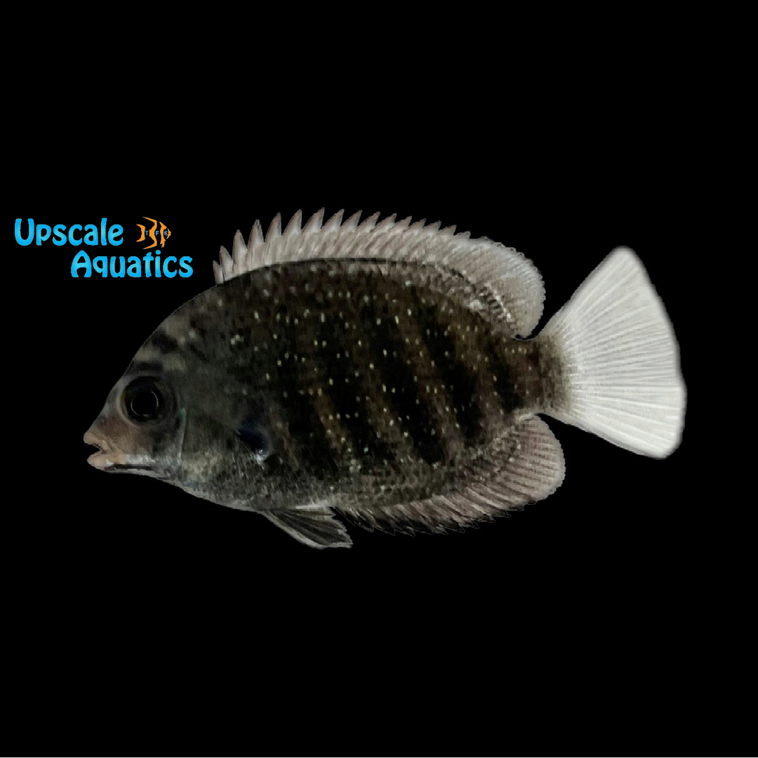 Green Chromide Cichlid - Wild (Etroplus suratensis)