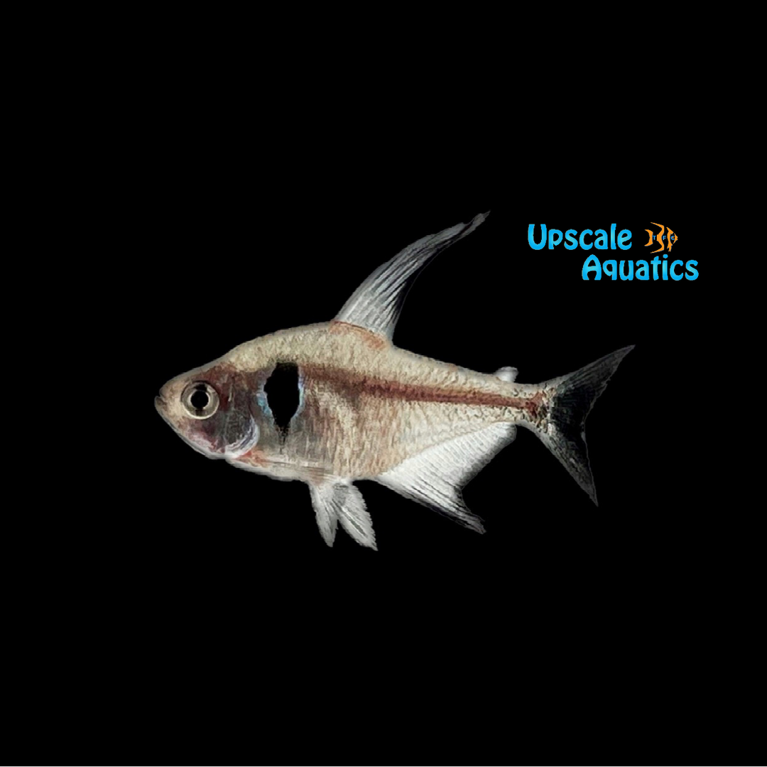 Black Phantom Tetra (Hyphessobrycon megalopterus)