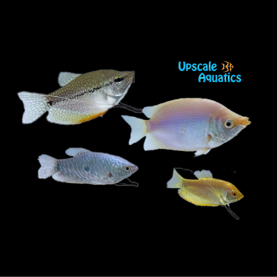 Assorted Gourami (Trichogaster sp.)