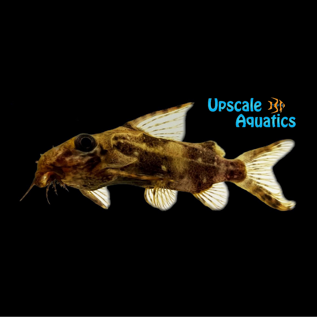 Synodontis Contractus