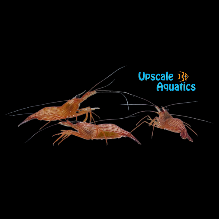 Peppermint Shrimp (Lysmata wurdemanni)