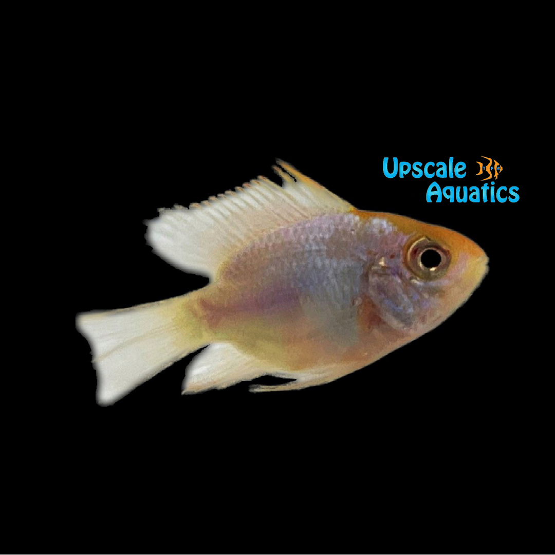 Gold Face Electric Blue Balloon Ram (Mikrogeophagus ramirezi)
