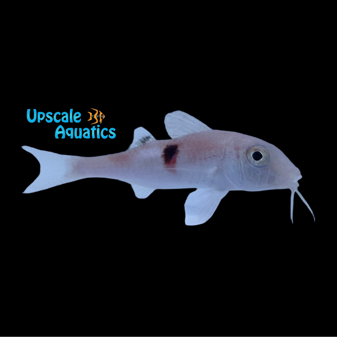 Sidespot Goatfish (Parupeneus pleurostigma)